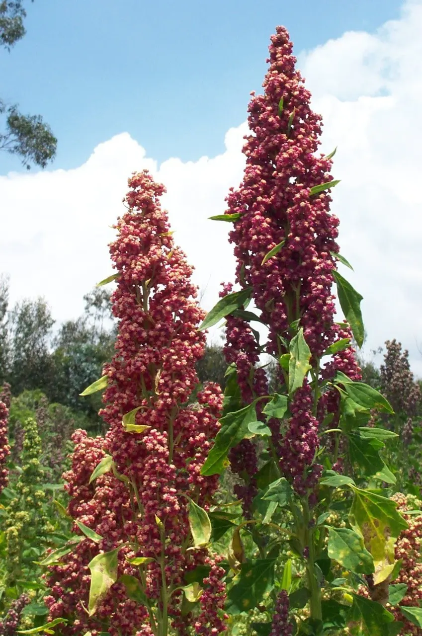 agricultura tarapaca 3