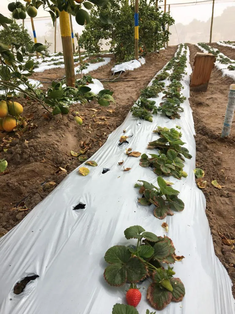 agricultura tarapaca 5