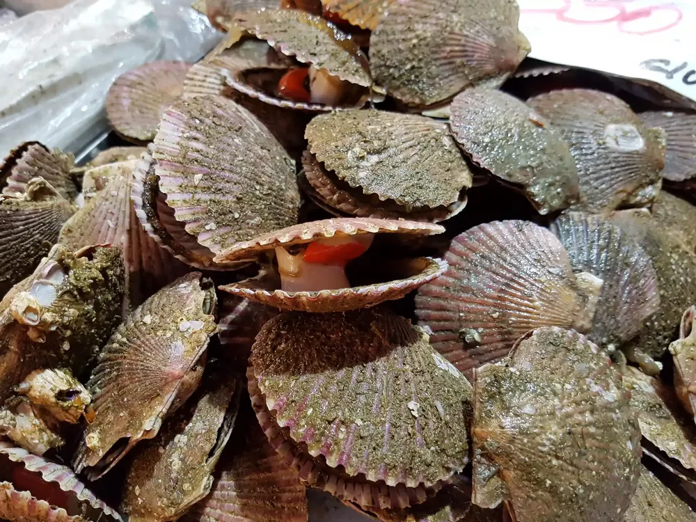 ostion biomaterial 6