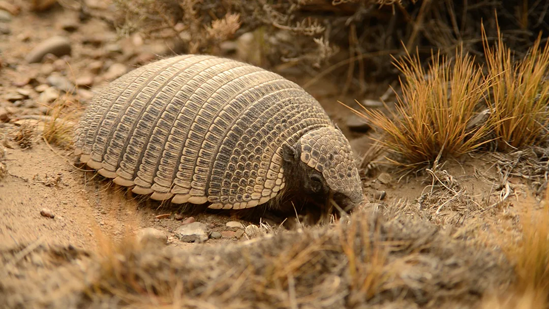 quirquincho de la puna