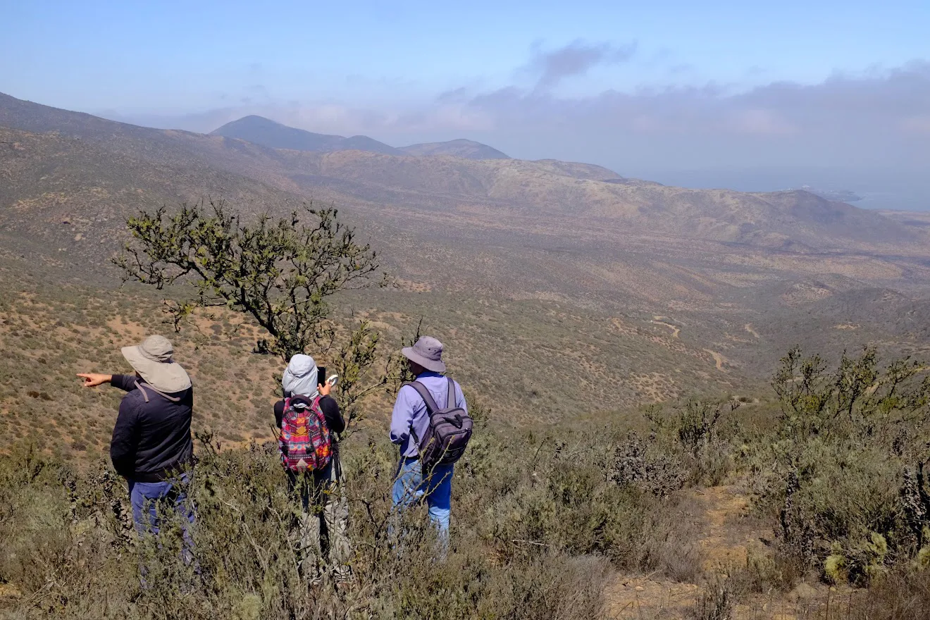plantas agua de niebla 4