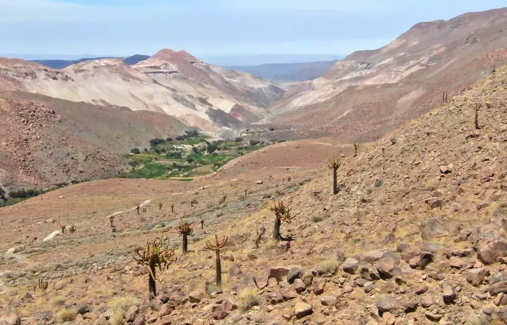 cactus candelabro conaf 4