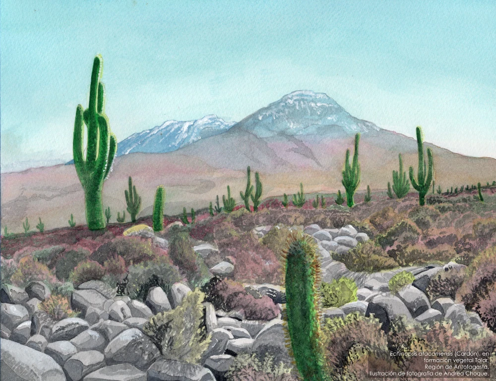 Echinopsis atacamensis11