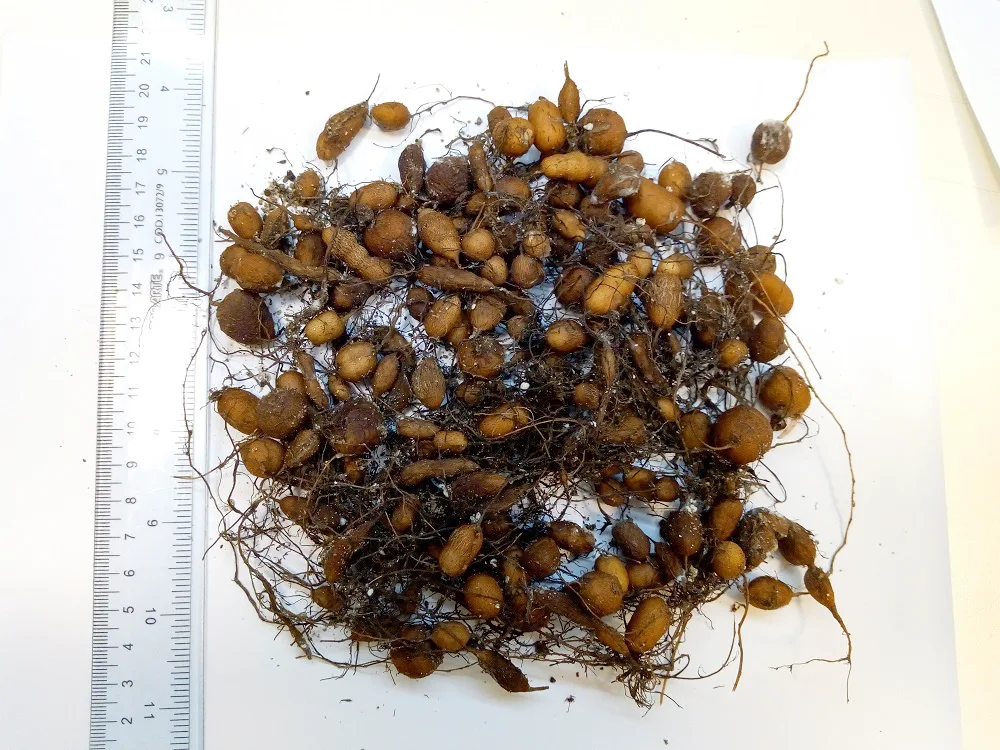 recuperación de la PAPA DEL DESIERTO 2