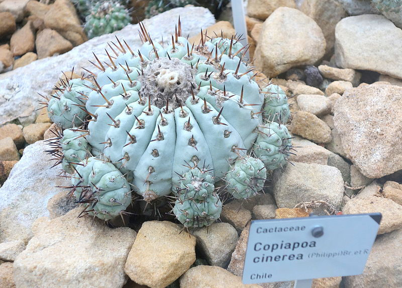Copiapoa_cinerea_-_Botanischer_Garten,_Dresden,_Germany_-_DSC08849 web