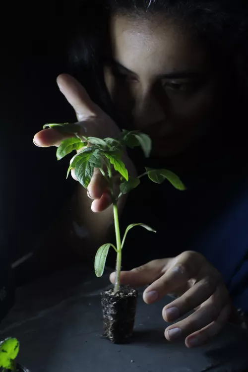 La Quinta techos verdes 3