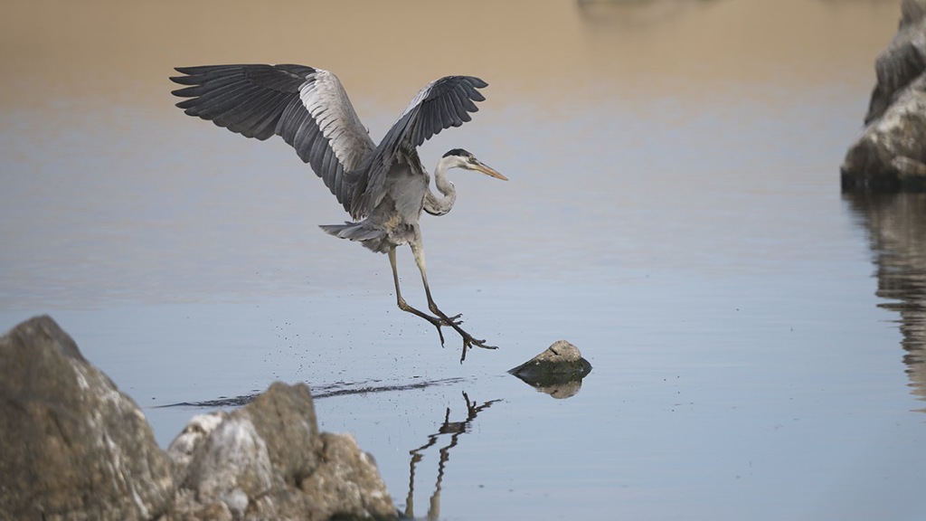 Ave concurso foto fotopez