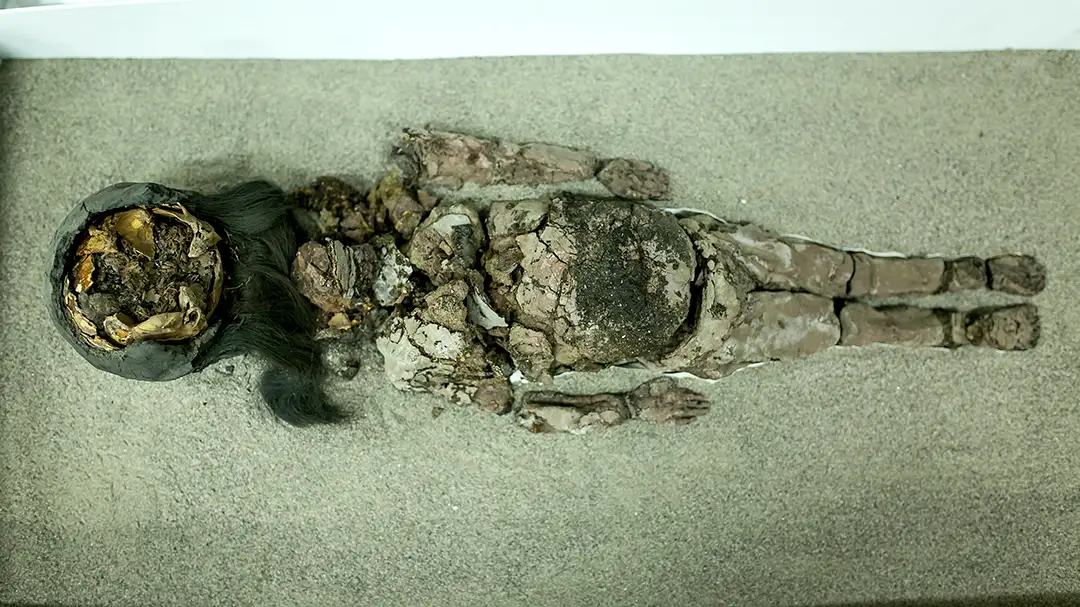 UTA Chinchorro Camarones 2017 - 063