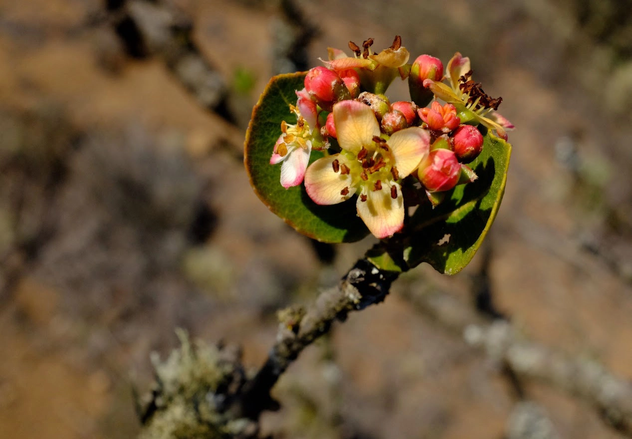 plantas agua de niebla 3