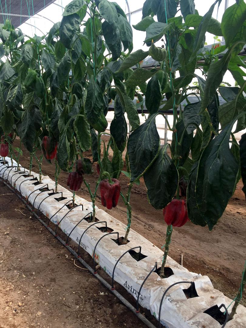 agricola-tamarugal-2