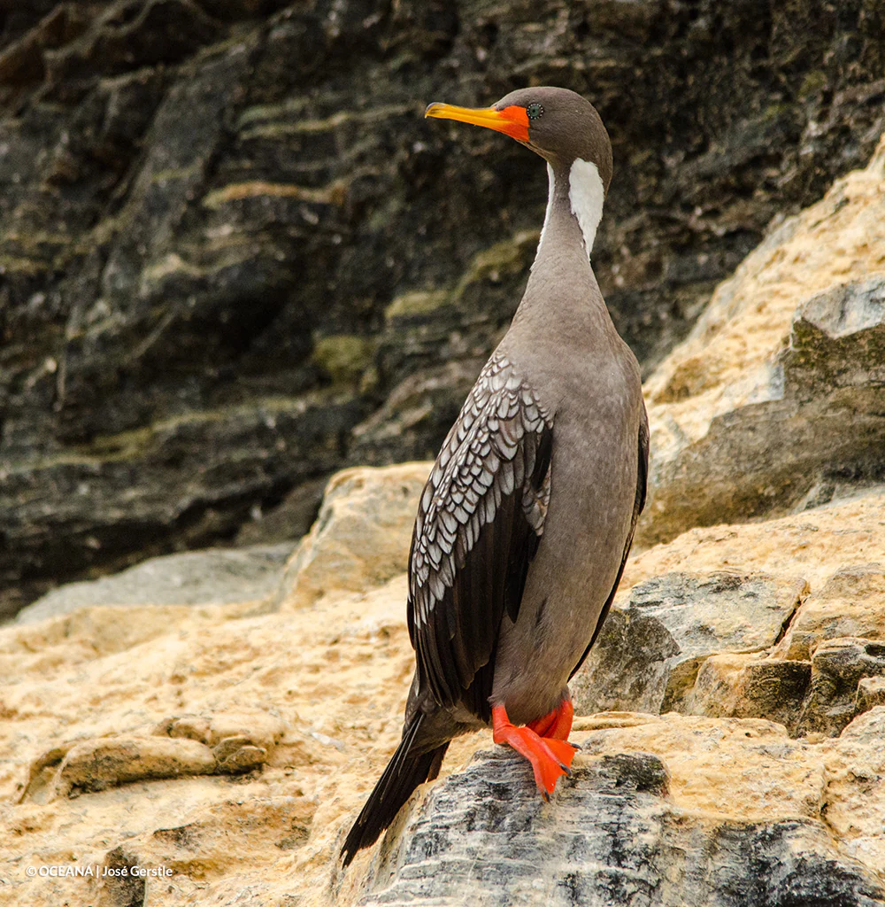 Area marina protegida ave costera