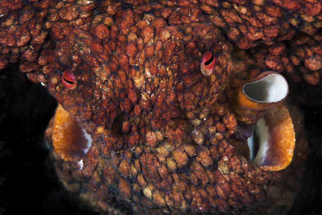 Oceana l Eduardo Sorensen l Pisagua 3