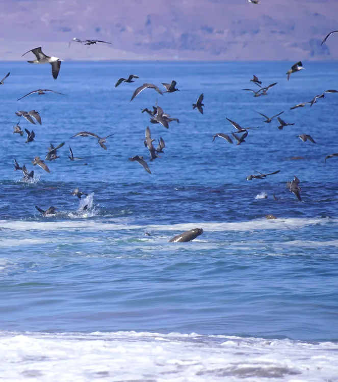 Mar de Iquique 3 sube temperatura