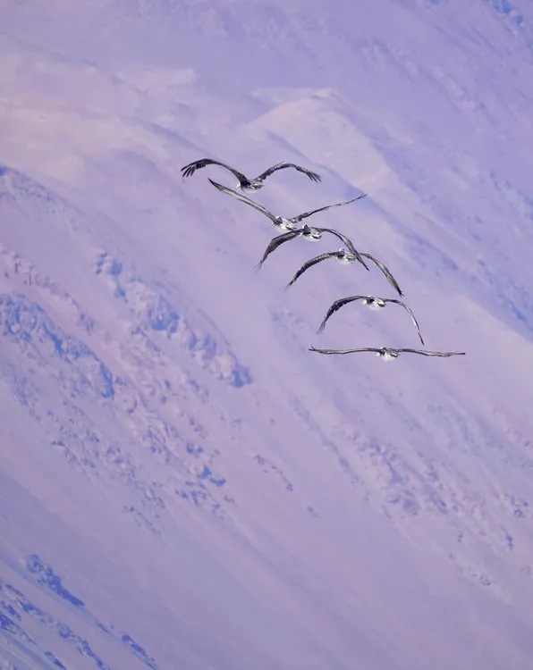 Mar de Iquique 2 sube temperatura