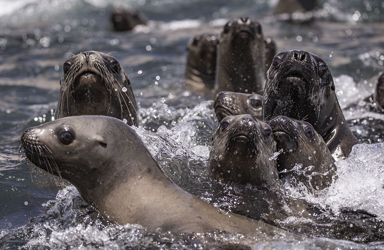 Pisagua 4-Lucas Zañartu-Oceana Chile CHICA