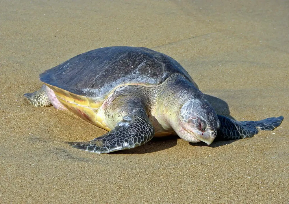 tortuga Lepidochelys 3