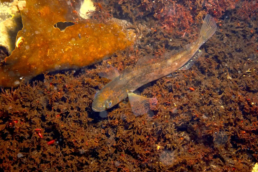 alga estudio antartica 3