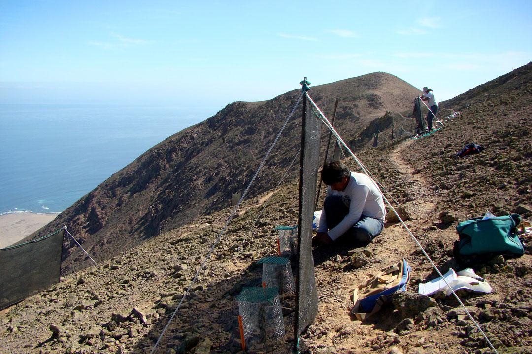 proyecto-cactus-raquel-pinto-instalando-atrapaniebla