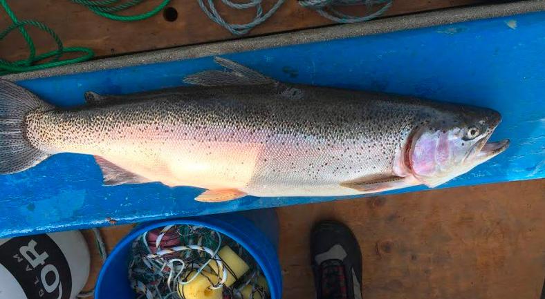 trucha-invasora-chungara-3