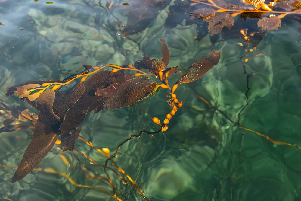 01.1.-Diego Nahuelhuen-bosques marinos patagonia