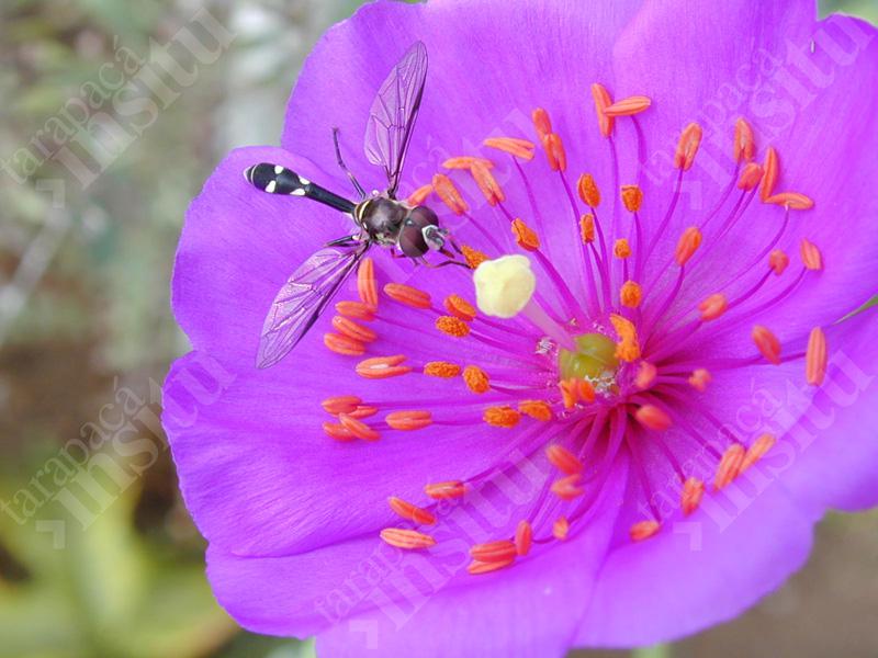 Flora-costera-de-tarapaca-Cistanthe