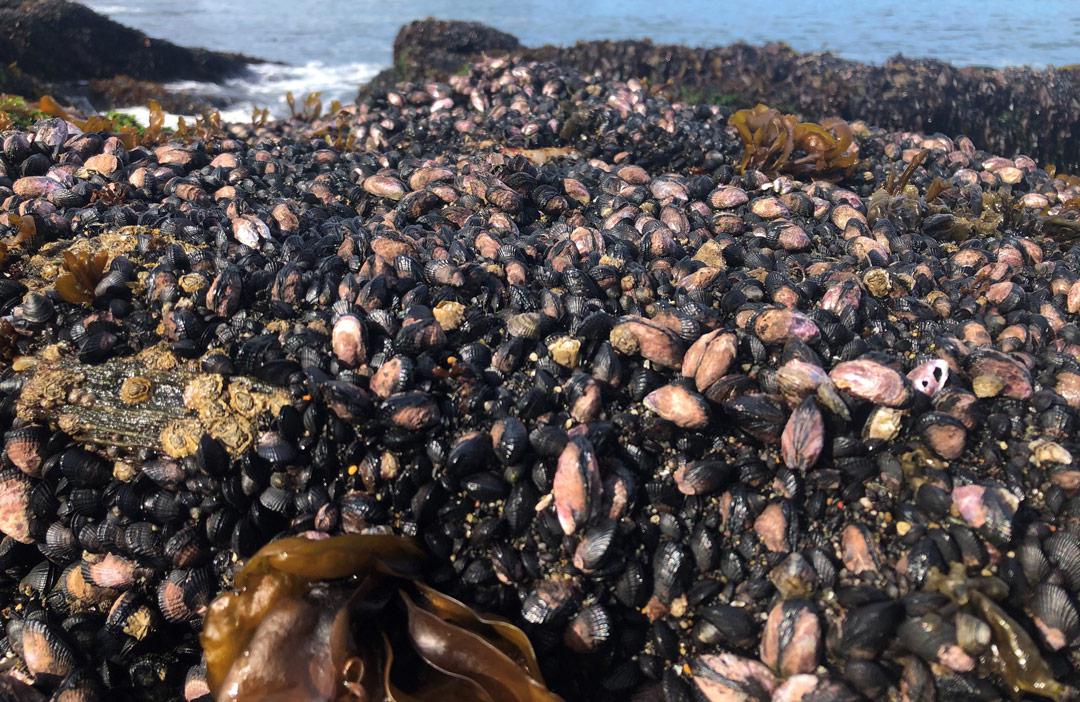 Choritos-depredadores-estresores-ambientales-2