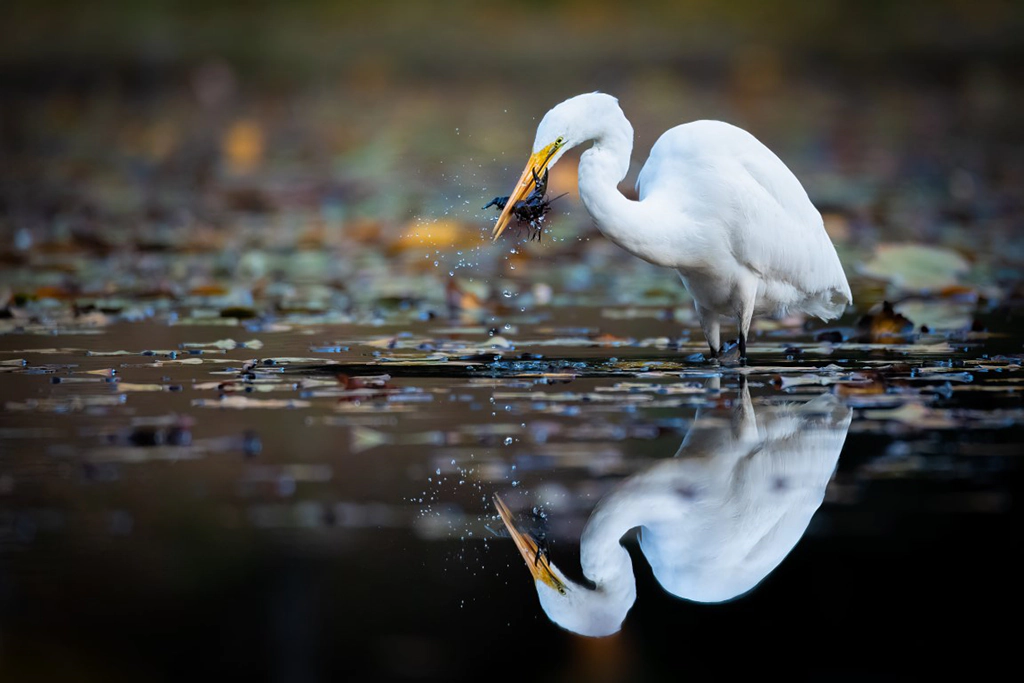 Ave cazando concurso foto fotopez