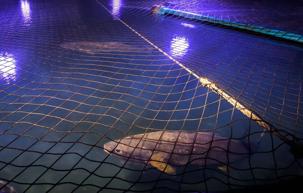 corvina_ Tongoy_ recortada