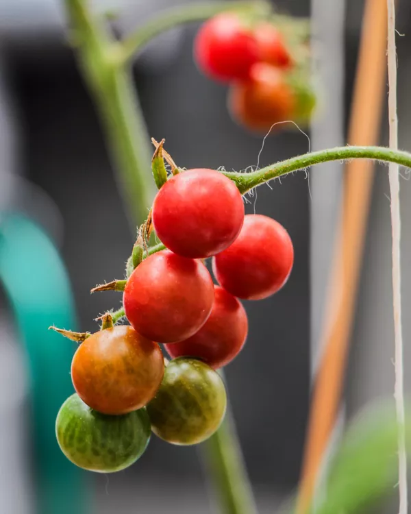La Quinta techos verdes 5