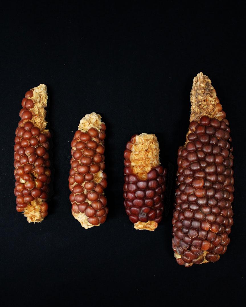 Guano-Huano-agricultura-desierto-5