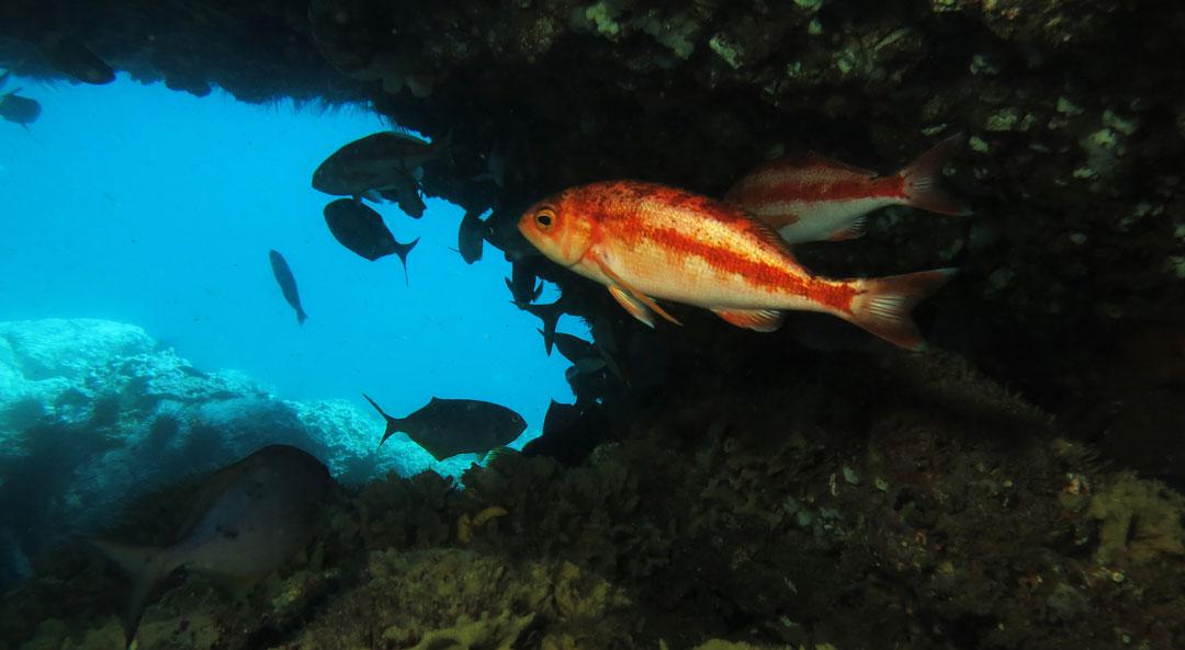 Ceaza-3-JuanFernandes_Iván-Hinojosa