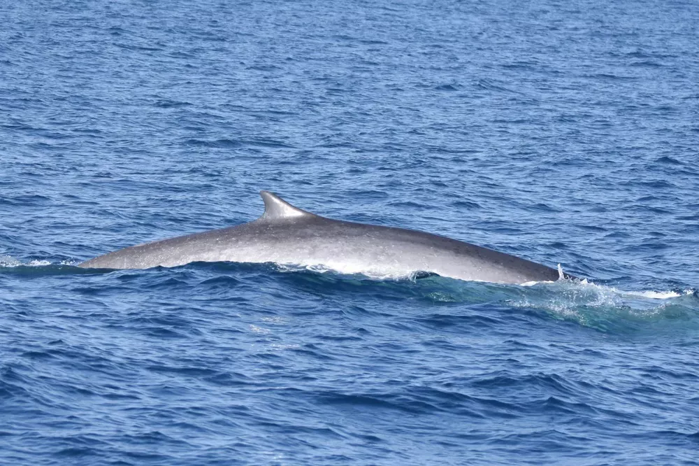 ballena-conservacion-2