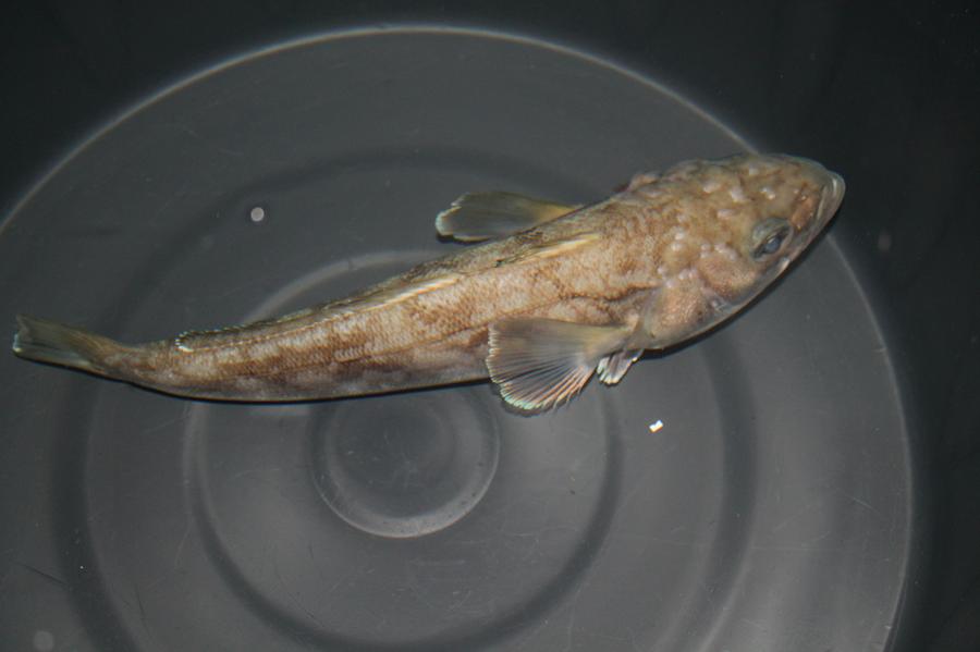 BACALAO JUVENIL NACIDO EN CAUTIVERIO WEB