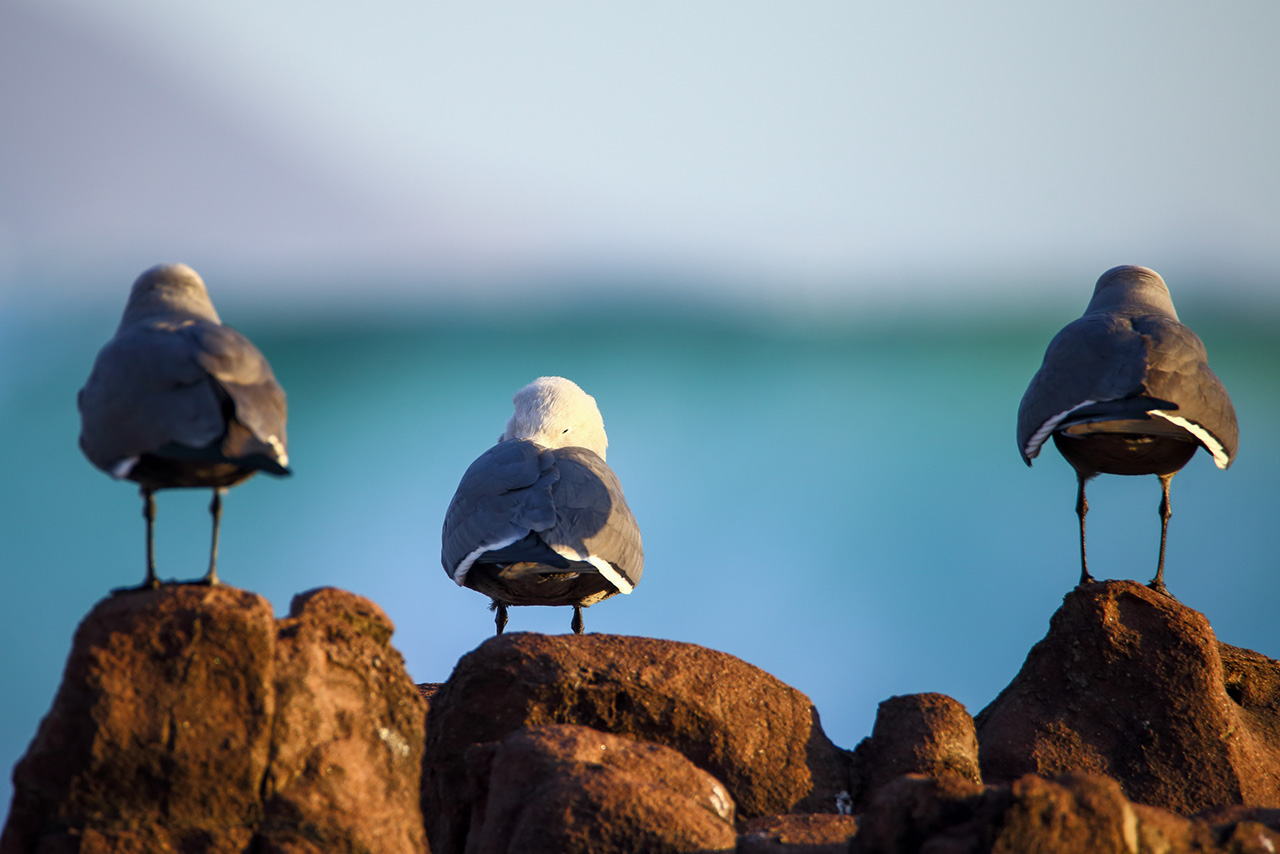 gaviotas en cavancha web