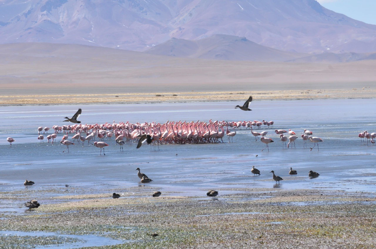 Salar 1