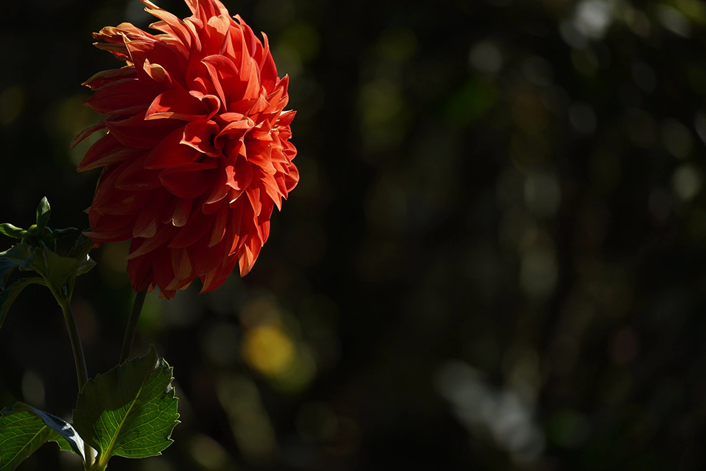 Flores valdivia 1