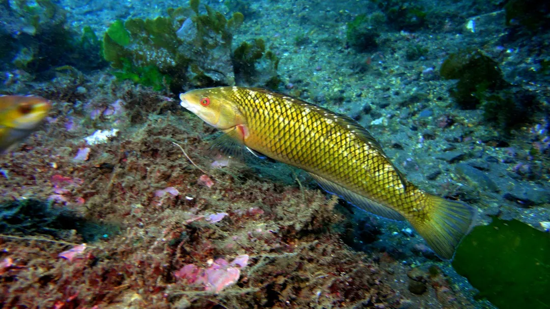 VIEJA 2 Erasmo-Macaya-Horta-en-JF 1080p