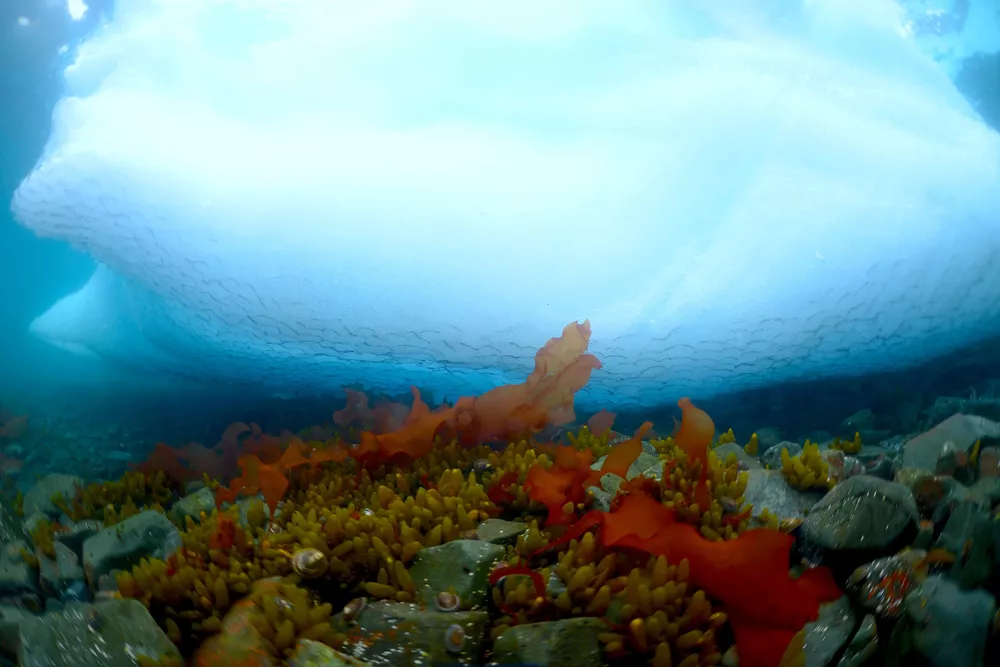 alga estudio antartica 1
