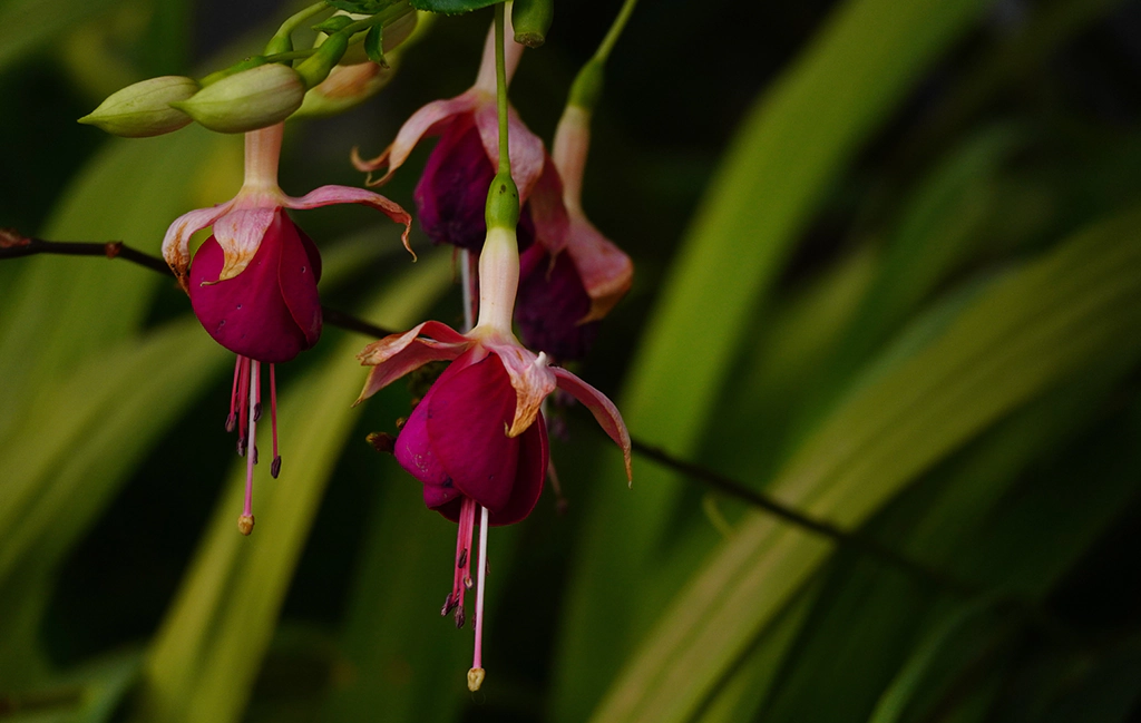 Ley biodiversiad conservacion flores Foto insitu