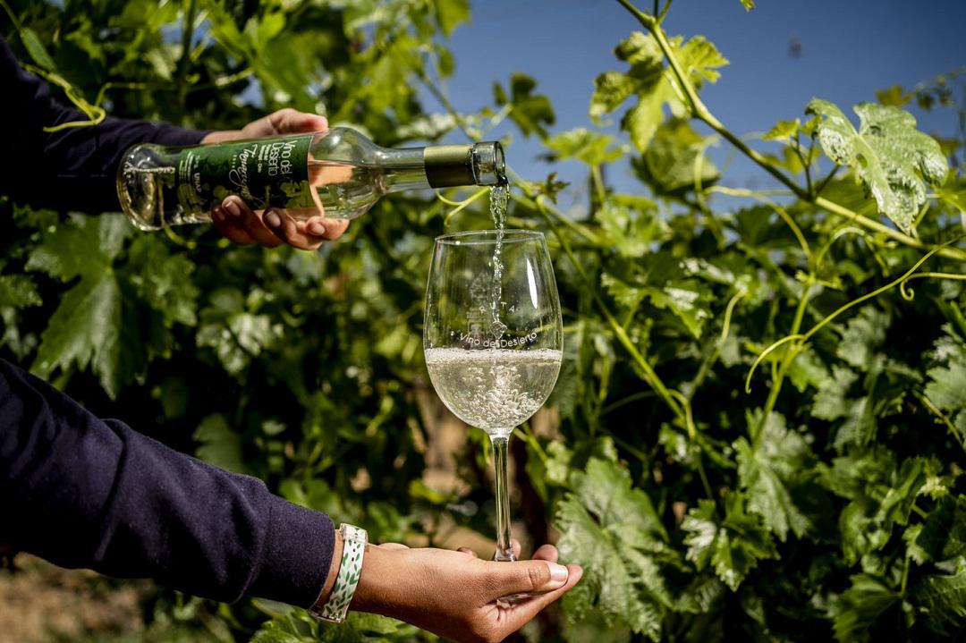 VINO del desierto 1
