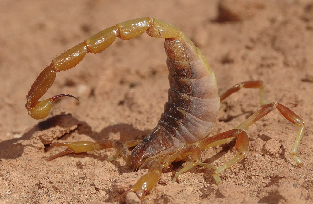 Escorpion