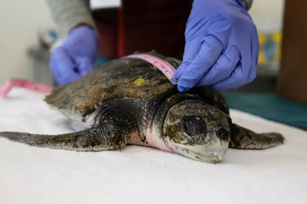reptiles conservacion NYTimes 1
