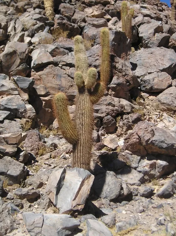 flora norte 1