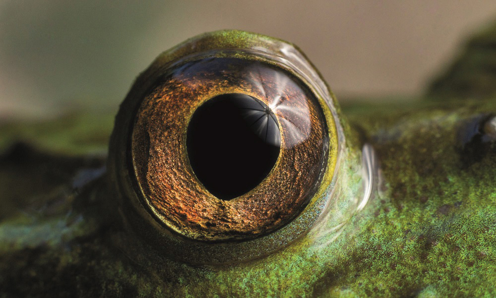 ojo-de-pez-Autor,-Garald-Gillibrand-2