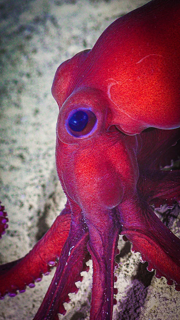 Pulpo 1