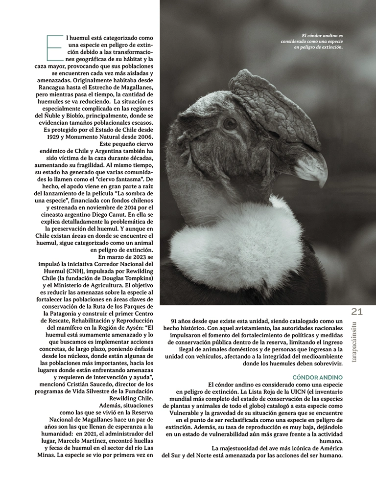 Revista Tarapacá Insitu ed54 - Página21
