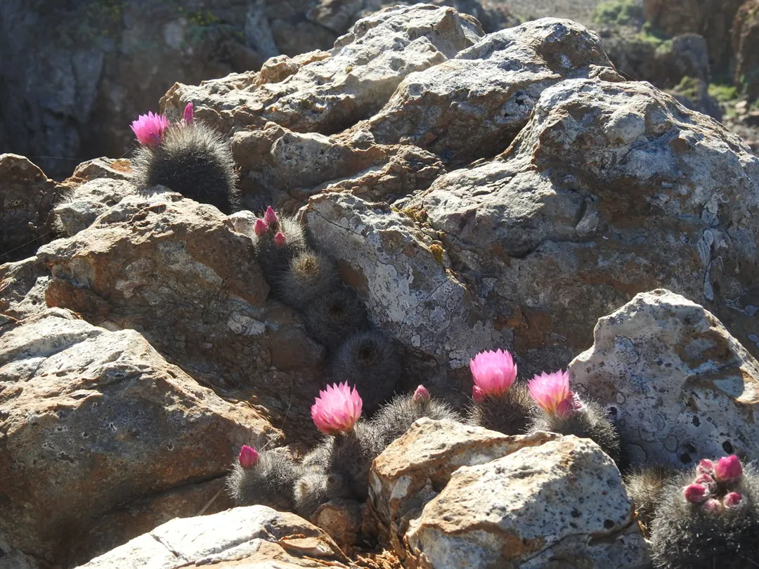 chilenitos-entre-rocas-gaston-carvallo-1080