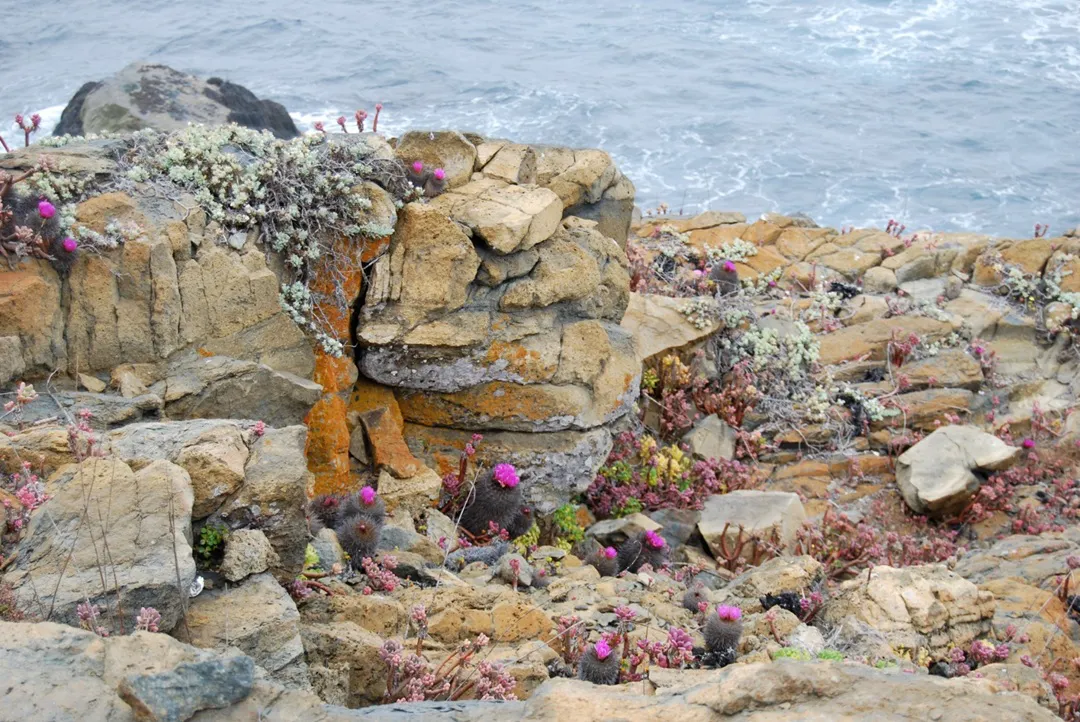 chilenito-y-ecosistema-pablo-guerrero-1080