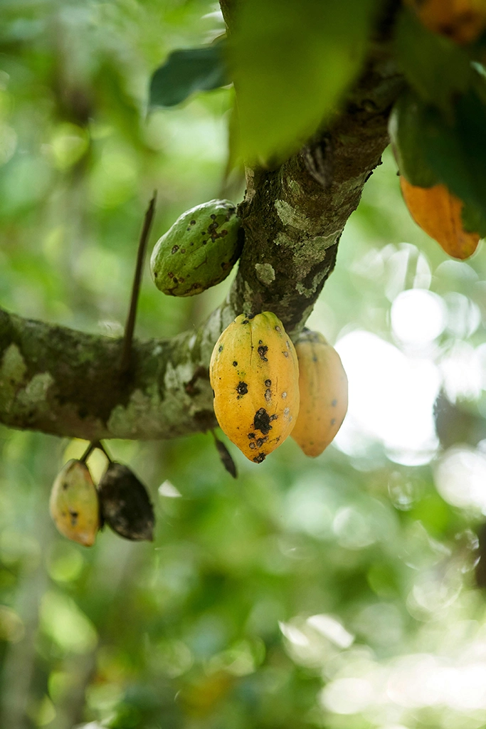 1 planta de cacao
