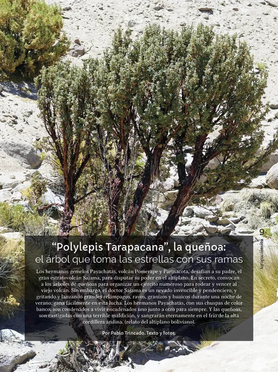 Tarapaca Insitu ed81_PNG9